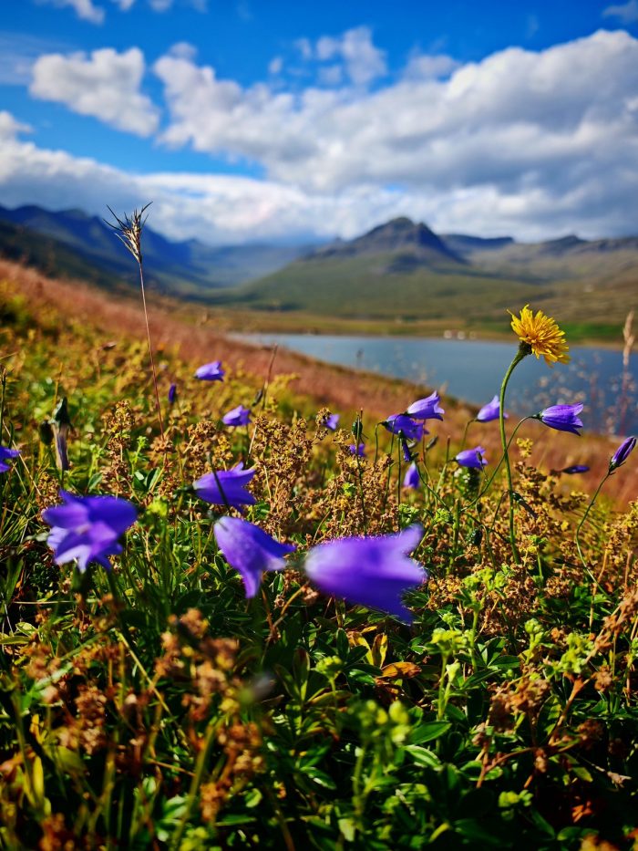 Fiori in primo piano con lago e montagne sullo sfondo