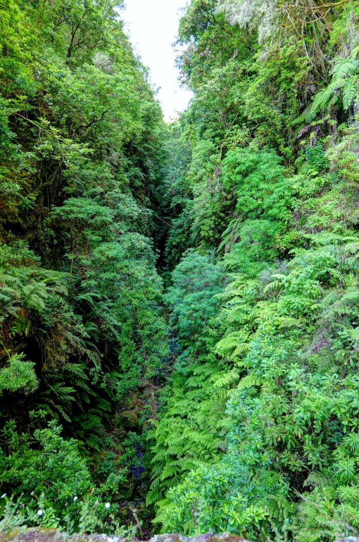 Canyon ricoperto di vegetazione fitta e felci